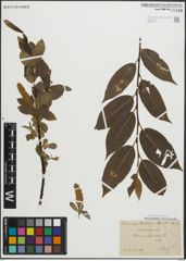 Foto von Salix pentandra L.